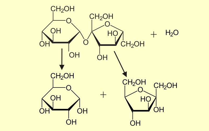 Spaltung der <i>Saccharose</i>